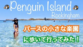 ペンギン島に歩いて渡ってみた！パースから日帰りで行ける鳥とペンギンの楽園★