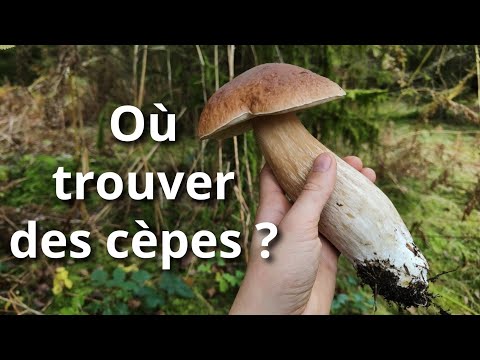 Where to find porcini mushrooms? My tips!