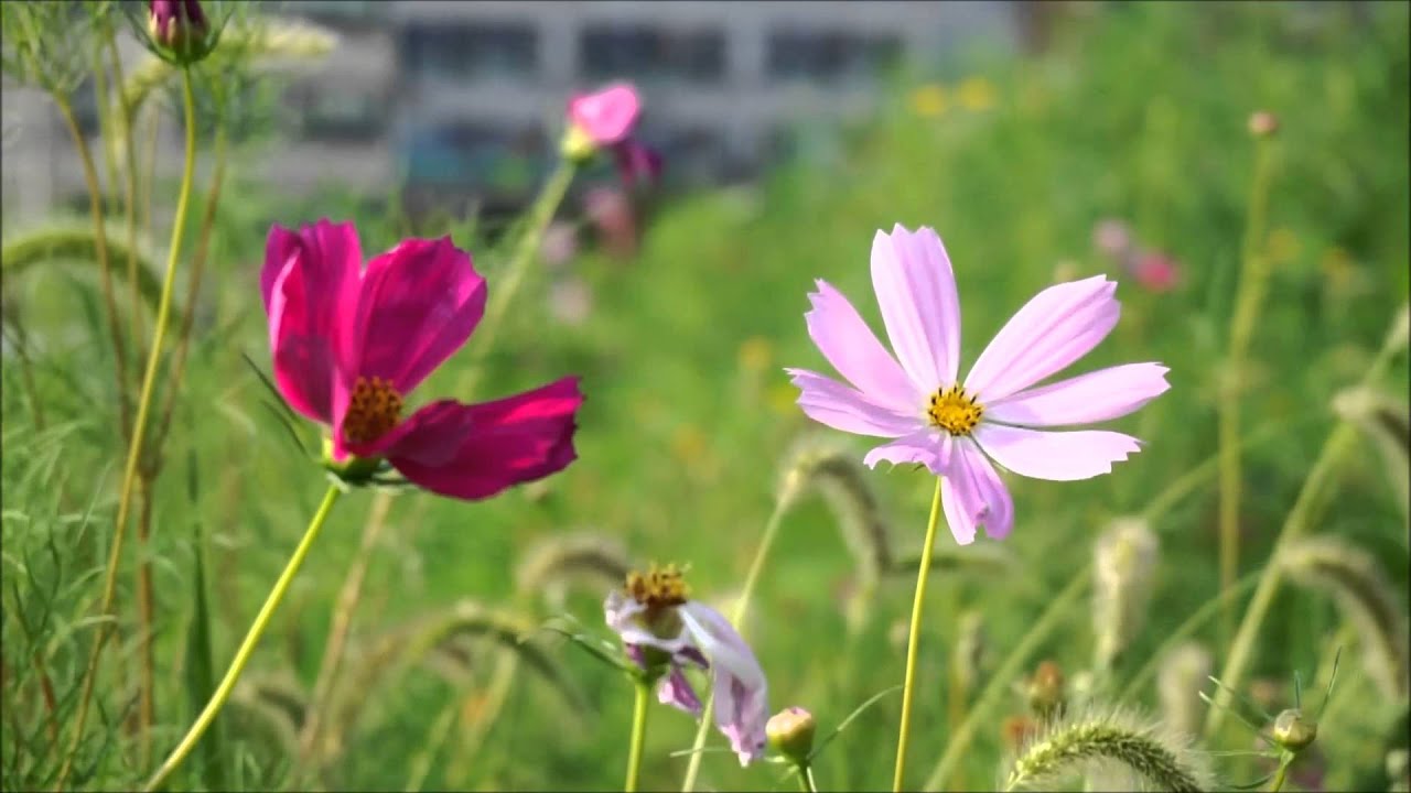 Фотоаппарат Sony Alpha A5100 Kit 16-50 f/3.5-5.6 OSS белый (