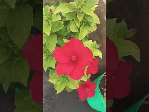 terrace garden red hibiscus 🌺#flowers