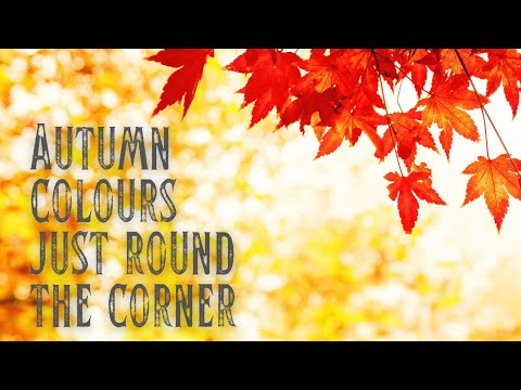 Autumn colors just round the corner. Cinematic 4K.