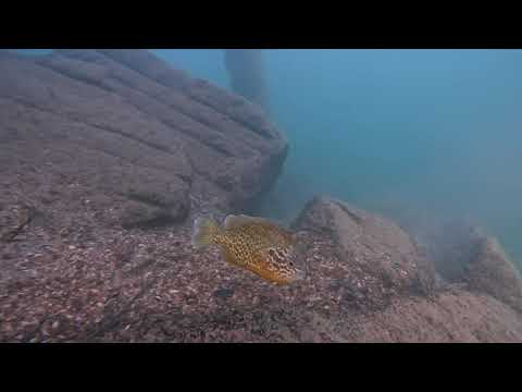 Tauchgang im Zürichsee am Wassersportzentrum Tiefenbrunnen (WZT)