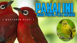 Download lagu 🔴 LIVE Masteran Pleci Mewah Untuk Lomba G12 - G16 mp3 Download lagu 🔴 LIVE Masteran Pleci Mewah Untuk Lomba G12 - G16 mp3