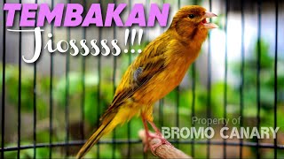 Download lagu Kenari Gacor Isian CIBLEK Paling AMPUH untuk MASTERAN MURAI mp3 Download lagu Kenari Gacor Isian CIBLEK Paling AMPUH untuk MASTERAN MURAI mp3