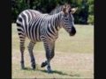 Animal Alphabet