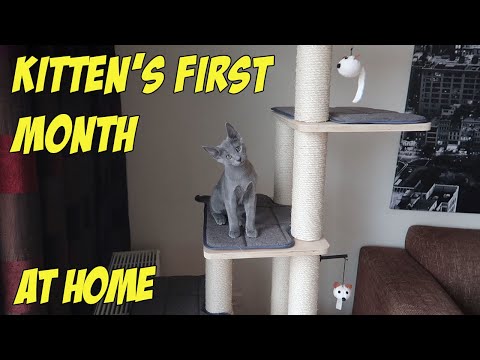 RUSSIAN BLUE KITTEN FIRST WEEKS AT HOME