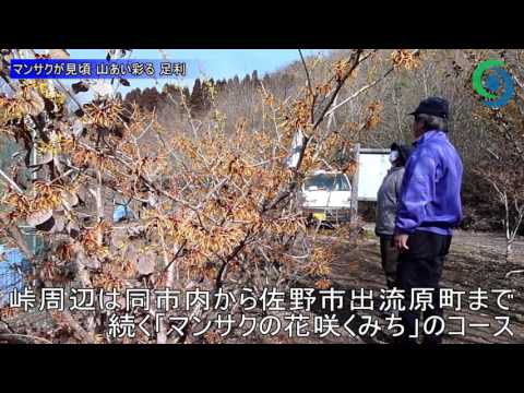 中国マンサク 植物