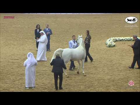 N 378 SULTAN AL RAYYAN   Qatar National Arabian Horse Championship 2021   Stallions 4 6 Years Old Cl