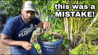 🌱 I Accidentally Grew 50+ Lettuce Plants in ONE Pot 😳 (Here’s What I Did Next)