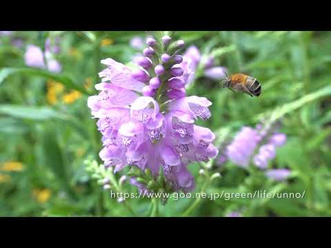 庭のハナバチ類の飛翔