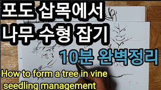 포도 삽목ㆍ묘목부터 수형잡는법까지 How to form a tree in vine seedling manag…