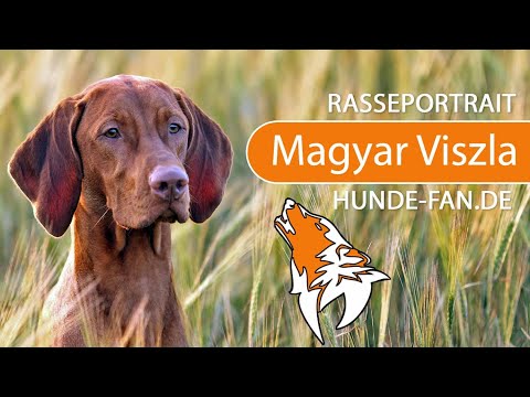 ► Hungarian Vizsla [2021] History, Appearance, Temperament, Training, Exercise, Care & Health