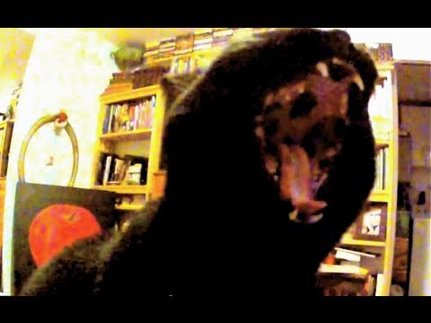 Black Cat Yawn