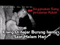 Penyerangan Burung Hantu Terhadap Elang Pada Malam Hari Owl Attack Eagle