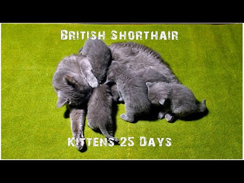 British Shorthair Kittens Fighting for Milk -  at 25 Days