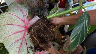 Very Special Canna Needs Planting and Potting a Beautiful Alocasia lutea