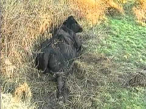 BSE - Neurological Signs of BSE