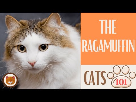 🐱 Cats 101 🐱 RAGAMUFFIN CAT - Top Cat Facts about the RAGAMUFFIN