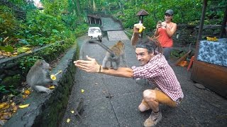 MONKEY FOREST ADVENTURES!