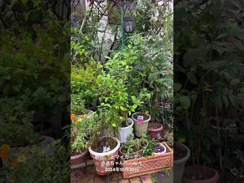 バラの茂みにあるヒルガオを自然に取り除く方法は？この 4 つの動作が彼の最大の敵です。  庭園