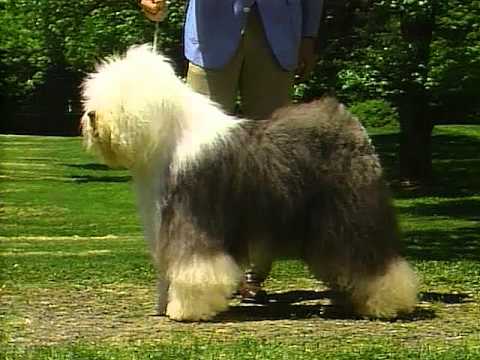 Old English Sheepdog breed video