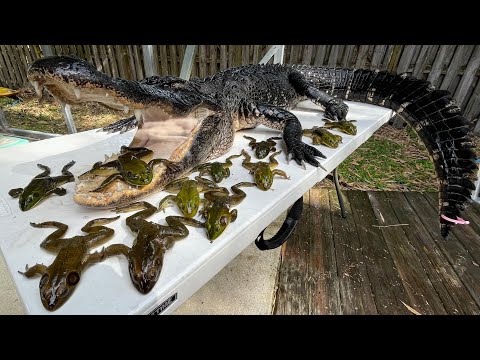 Alligator and Bullfrogs Catch & Cook (Cajun￼ fried BlueGabe Style)