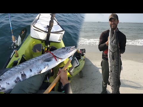 CATTURA E CUCINA: Il grande barracuda "ALTAMENTE TOSSICO"