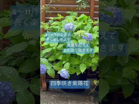 機能的で美しく、耐久性のある雨の庭を作るにはどうすればよいでしょうか?初心者向けの無料ガイド！  庭園