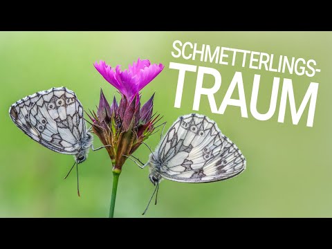 A butterfly dream – and I was right in the middle of it! (Ultra HD, 4K, Photographing Butterflies)