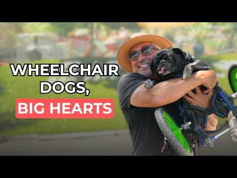 Lo que puedes aprender de un perro en silla de ruedas