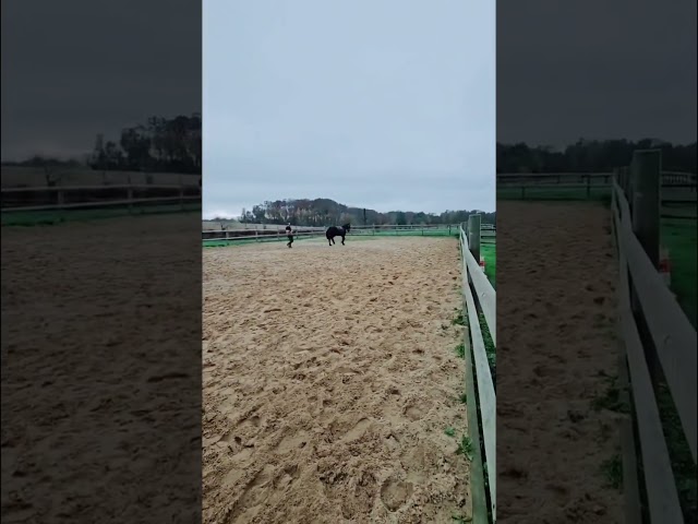 Demi-trait boulonnais