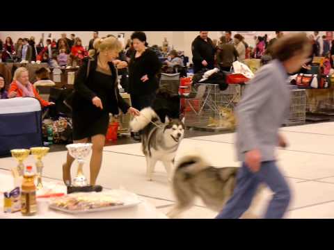 download lagu mp3 mp4 Rassehundeausstellung, download lagu Rassehundeausstellung gratis, unduh video klip Rassehundeausstellung