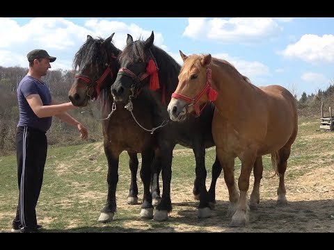 Caii lui Florin de la Corbesti, Bihor - 2019