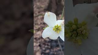 American Dogwood Flowers