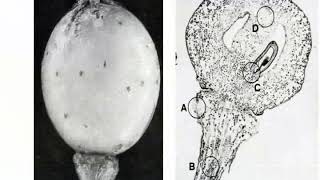 2011 CCOVI Lecture Series - Ronald Jackson