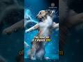 What Happens After Your Pet S Death Sumathi Neelamegham On Sacred Pod Sshruti Tandraa