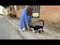 An Adorable Tuxedo Cat Lures In A Hungry Stray With Her Sweet Meows
