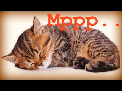 Довольно мурлыкает кошка. Кот мурлычет. Кошка мурчит. Мурлыканье кота. Картинка кошка мурлычет.