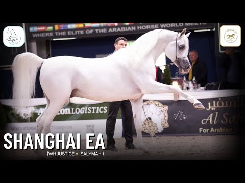 🌟SHANGHAI EA 🌟GOLD CH at Dubai International Arabian Horse Championship 2022