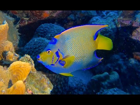 Bonaire 1 - scuba diving video