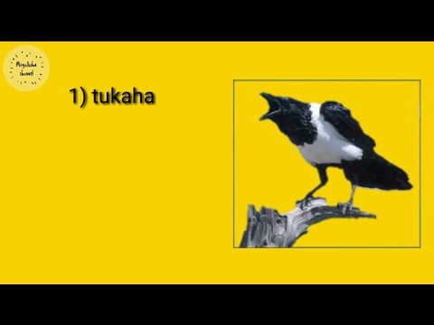 Xeeywaanaadka rasuulku yiri hala dilo