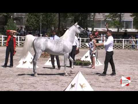 N.47 ALL SGUANISH - Festival FVG 2015 - Stallions 7 years old and over (Class 10)