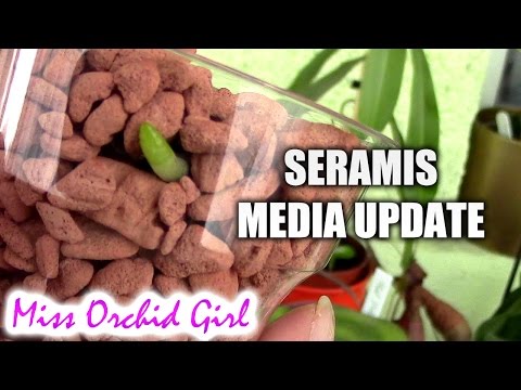 Seramis media for Orchids update - happy happy! Video