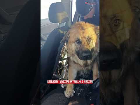 Policjanci uratowali psa! Szacunek dla nich ❤️