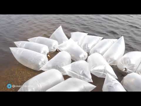 В реку Вилюй выпустили 15 тысяч мальков сибирского осетра