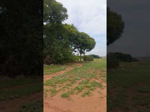 #viral_video #canavial em Araraquara são Paulo #shorts #Brasil