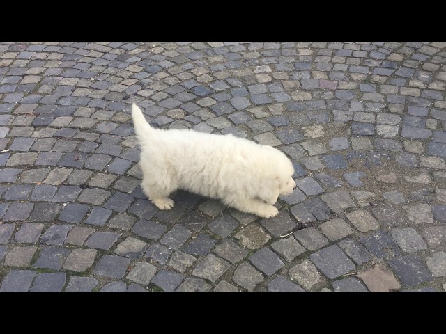 Great Pyrenees puppy for sale