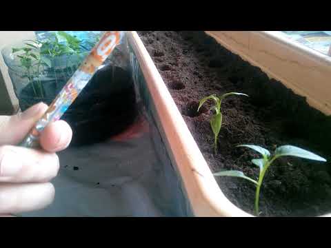 Пикировка рассады перца // Для чего нужно пикировать рассаду?