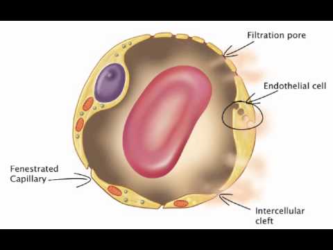 Chapter 20   Capillary Exchange Diffusion and Transcytosis