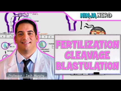 Embryology | Fertilization, Cleavage, Blastulation